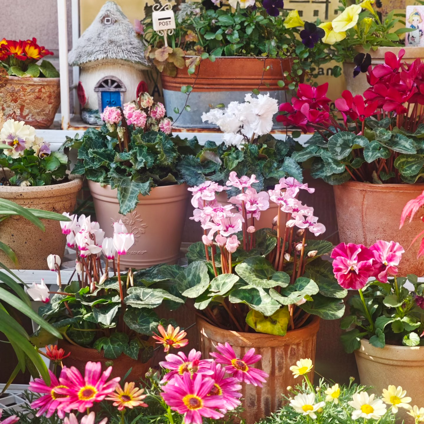 【仙客来2️⃣】大花大叶耐寒多年生花卉绿植带花带花苞原盆原土