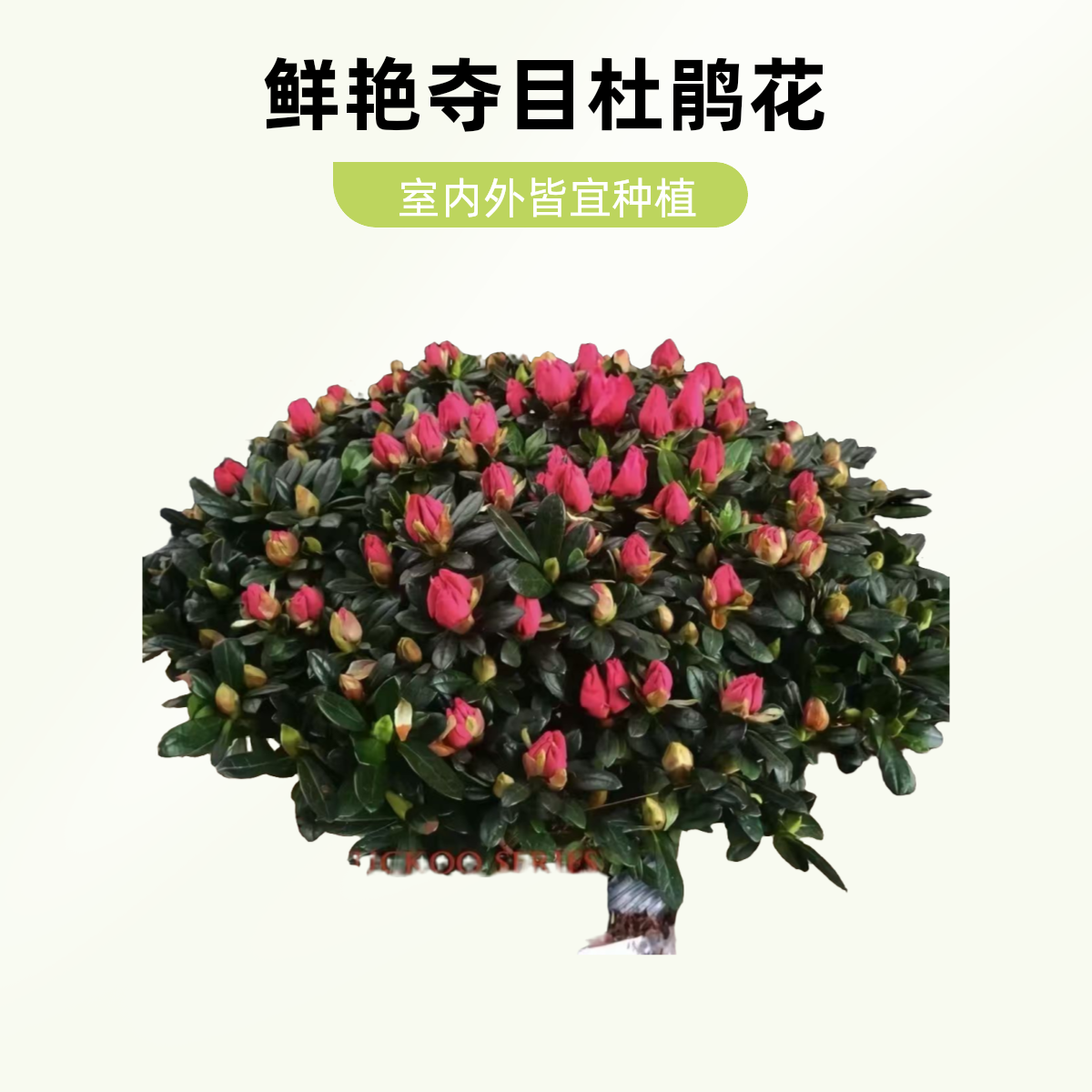 精品杜鹃花 美观鲜艳
