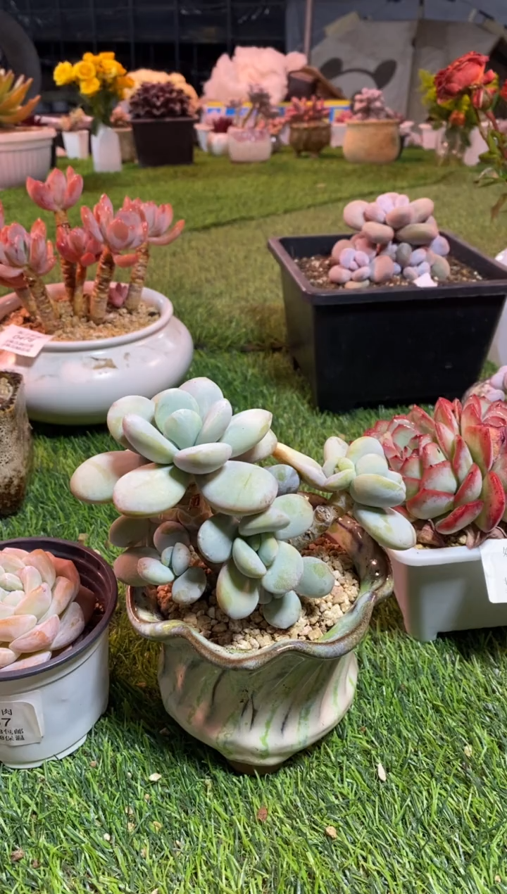 【闪购商品】0481a