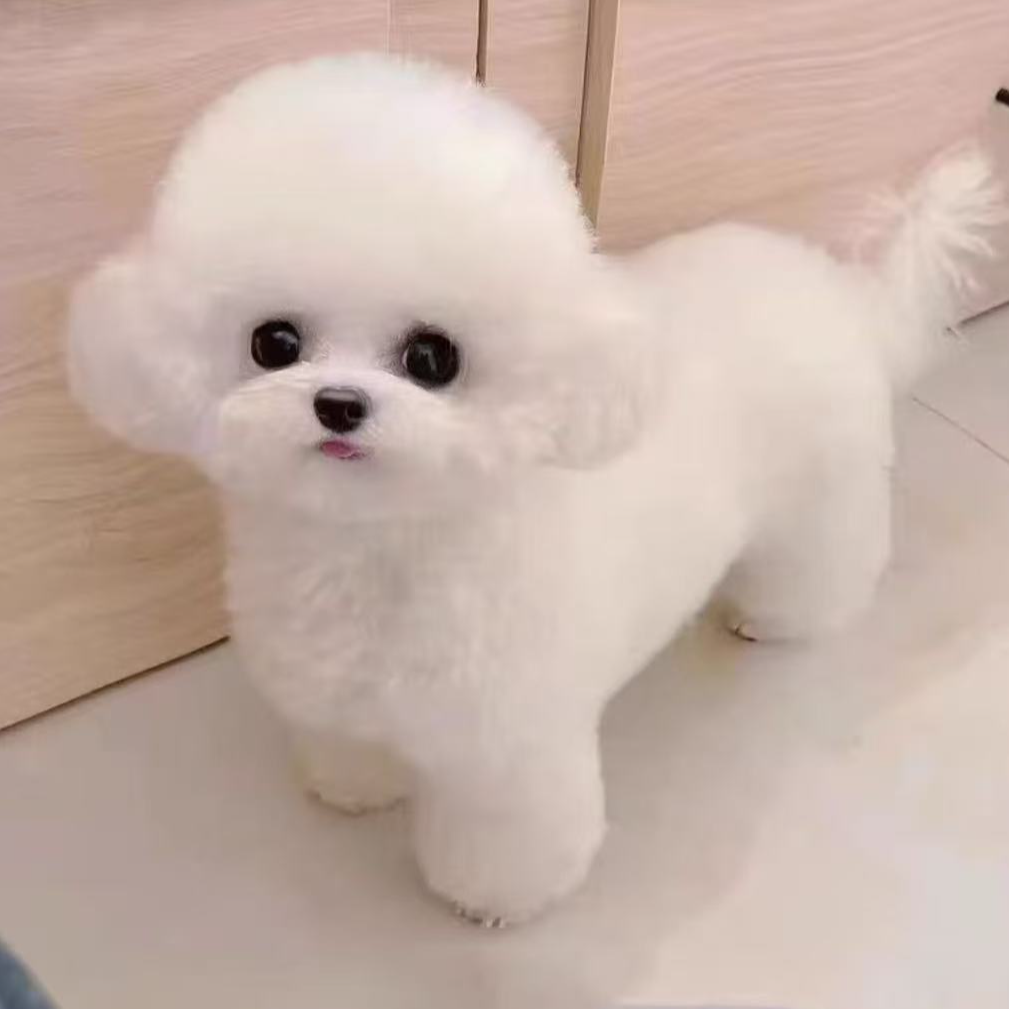 比熊小型犬狗狗链接