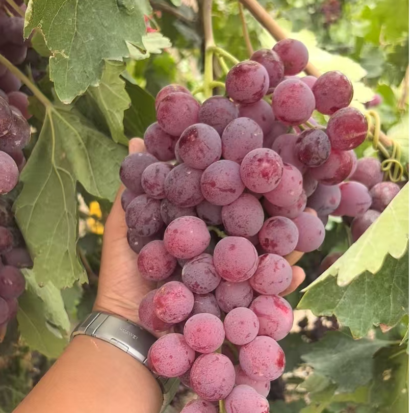 新疆吐鲁番全球红葡萄提子水果脆甜多汁次日达新疆维吾尔自治区