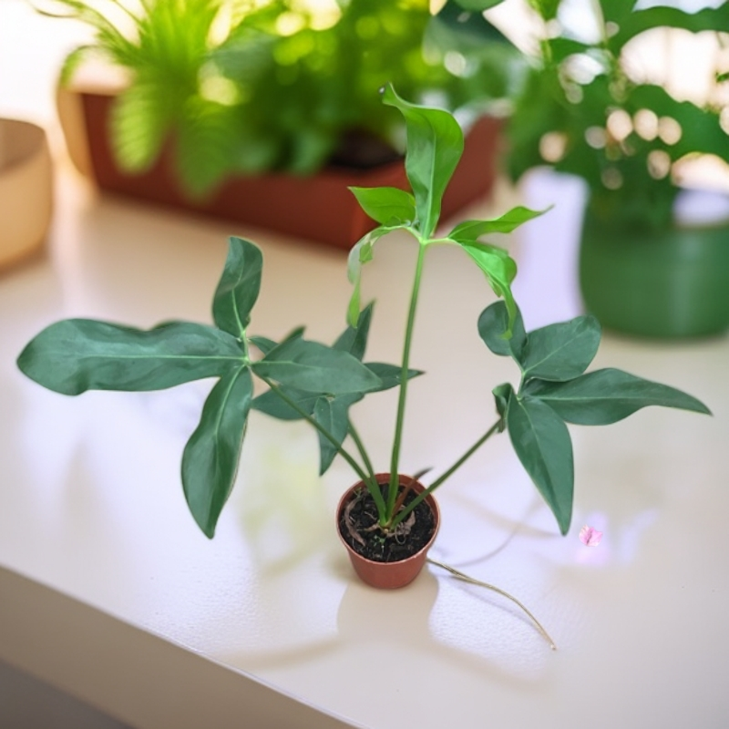 飞机蔓绿绒佛罗里达多年生室内耐阴好养网红爬藤绿植花卉