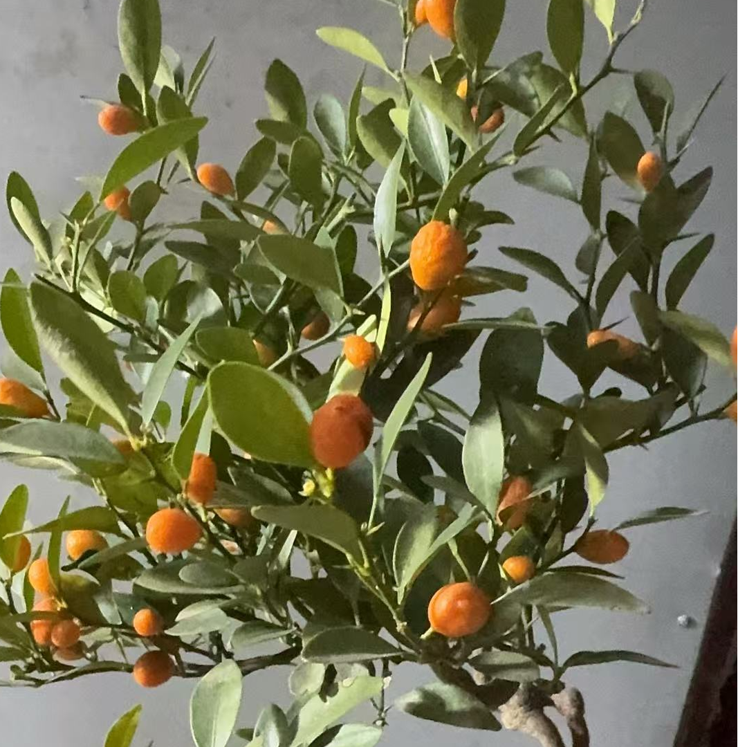 老鸦柿绿植盆景素材一物一拍