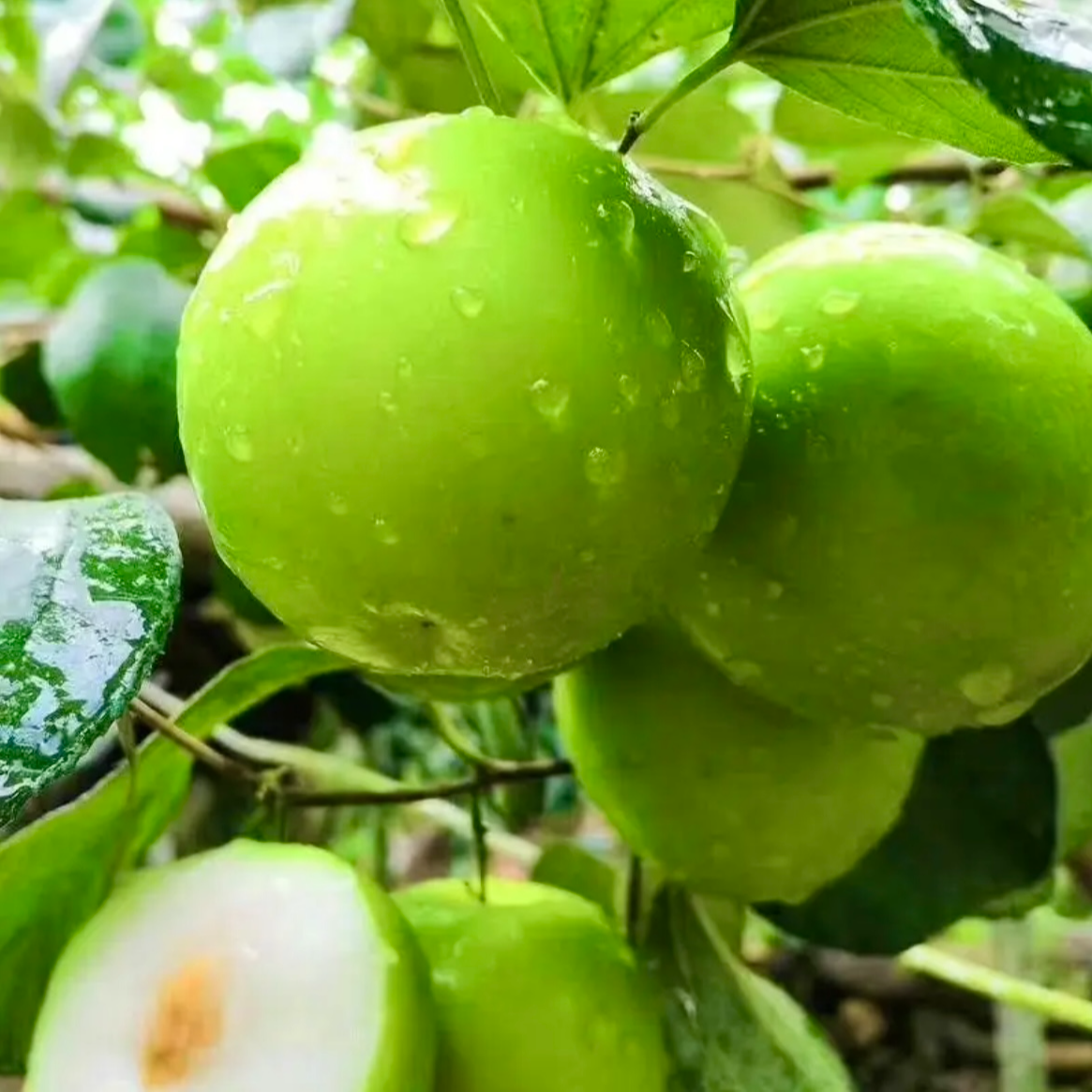 牛奶枣正宗脆甜现摘新鲜当季水果