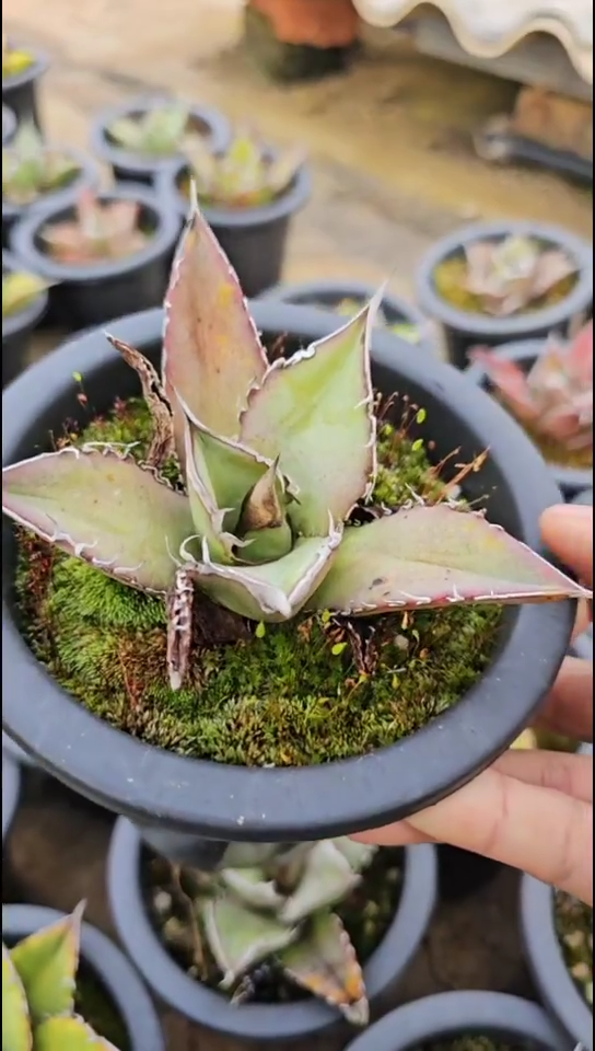 【绿肌籽播实生】有根苗(直播竞拍/基因保证/非组培)