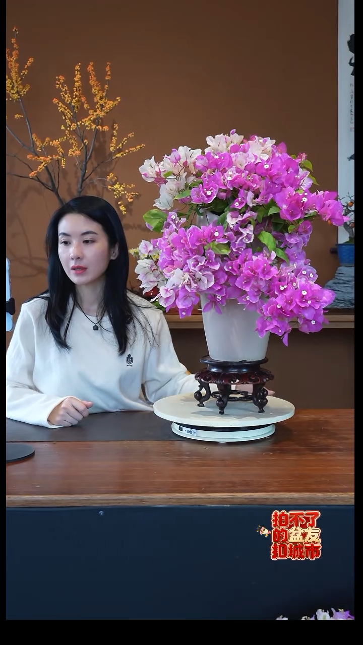 全部花朵三角梅盆景盆景