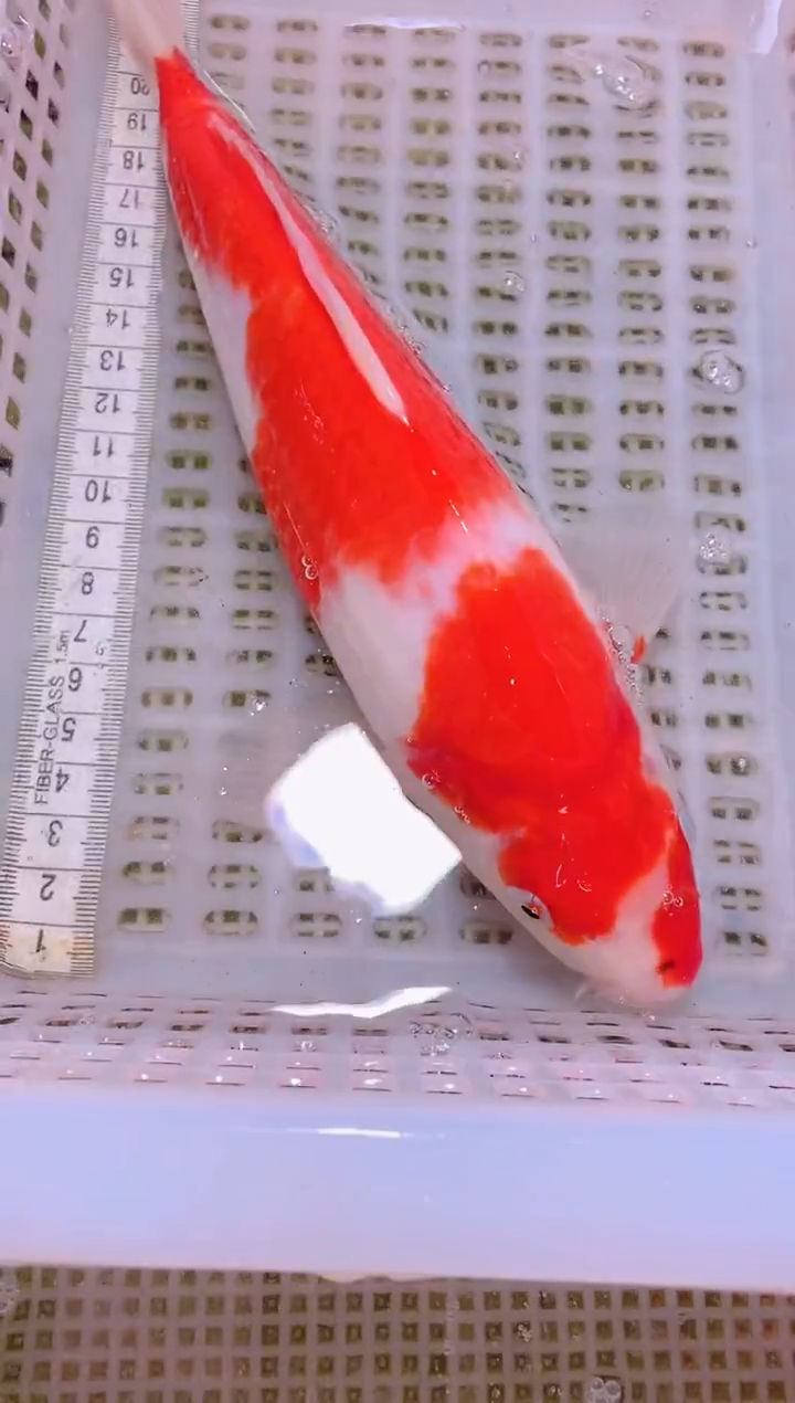 锦鲤冷水观赏鱼全场包邮123