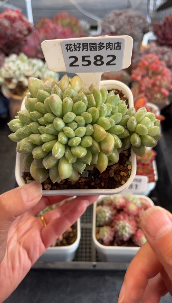 2582（天冷必拍保温箱，30米包邮）