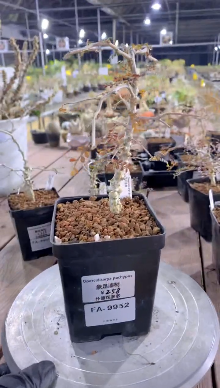 【闪购商品】象足漆树FA-9952