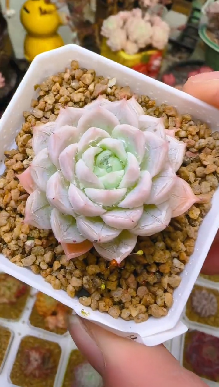 【闪购商品】春—096—仙农（钻）