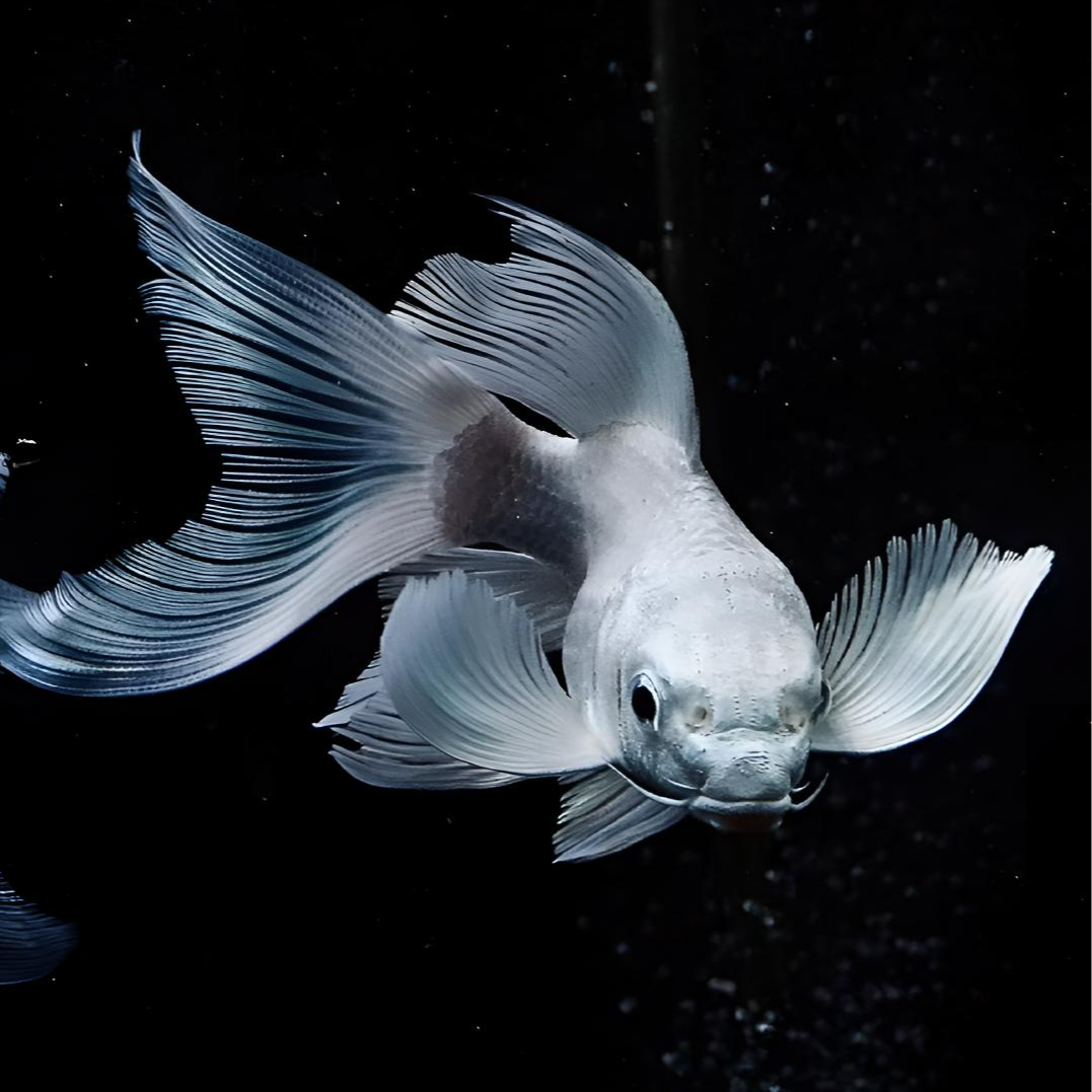 I .自改链接——纯种蝴蝶鲤石膏白精品观赏鱼