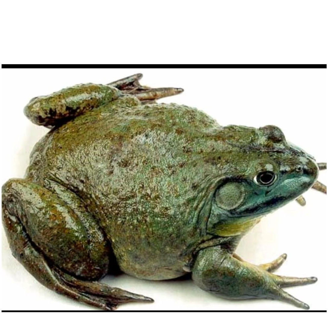 鲜活牛蛙一份500克左右包打整