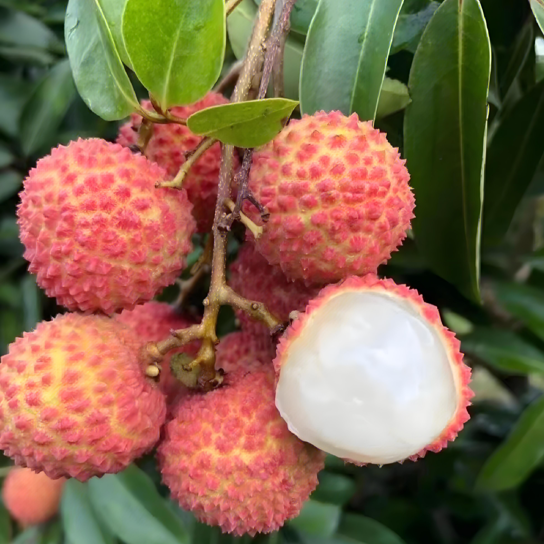 【顺丰包邮助农】海南桂花香荔枝果肉脆嫩多汁带桂香 一口尝尽海岛风 毛重3斤海南省