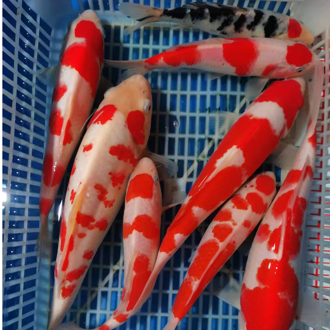 锦鲤活鱼大型红白三色观赏鱼淡水冷水鱼好养耐活