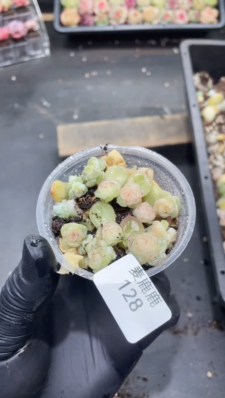 128泼天富贵小苗 保15颗   量拍