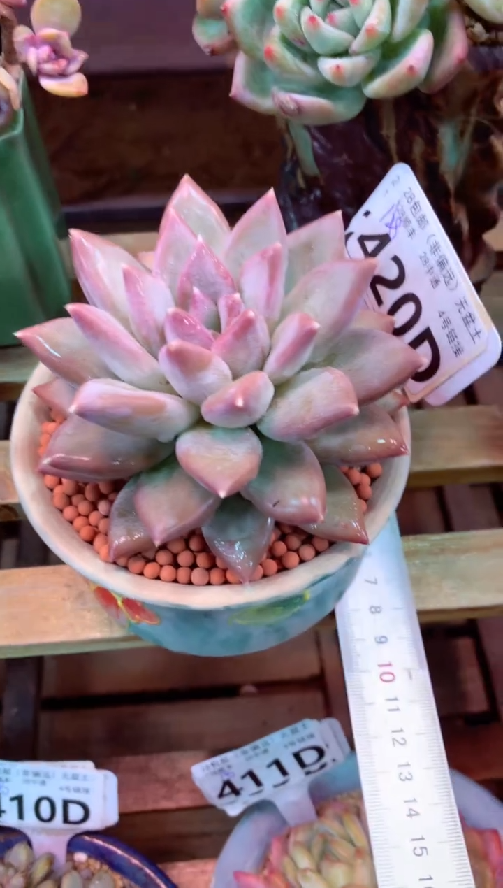 420D（一物一拍，精品多肉，w所见即所得 ）