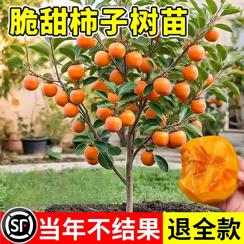 正宗太秋甜柿树苗脆柿子树果苗庭院水果树庭院南北方种植嫁接耐寒