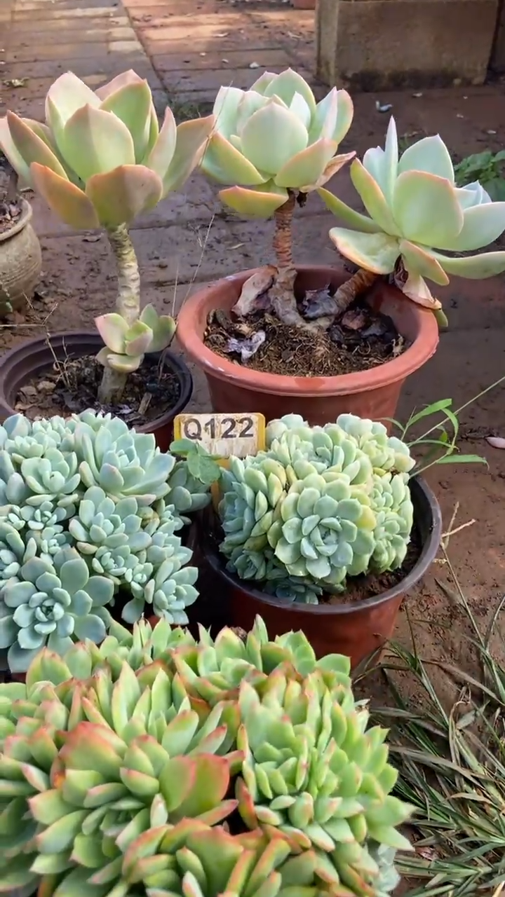 Q122多肉组合默认脱土发货
