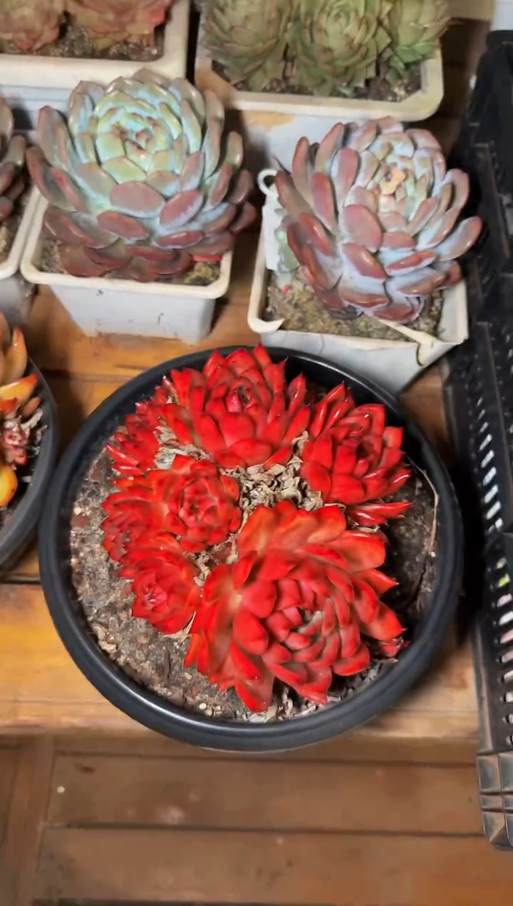 260#红色母本东云（18-20cm）脱土