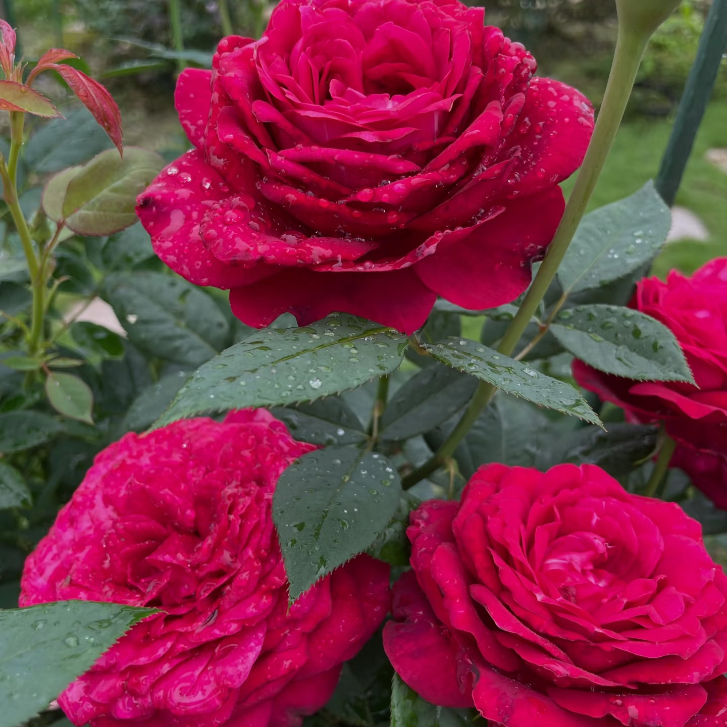 花卉基地直发「月季玫瑰盆栽绿植棒棒糖」适合客厅/庭院养殖