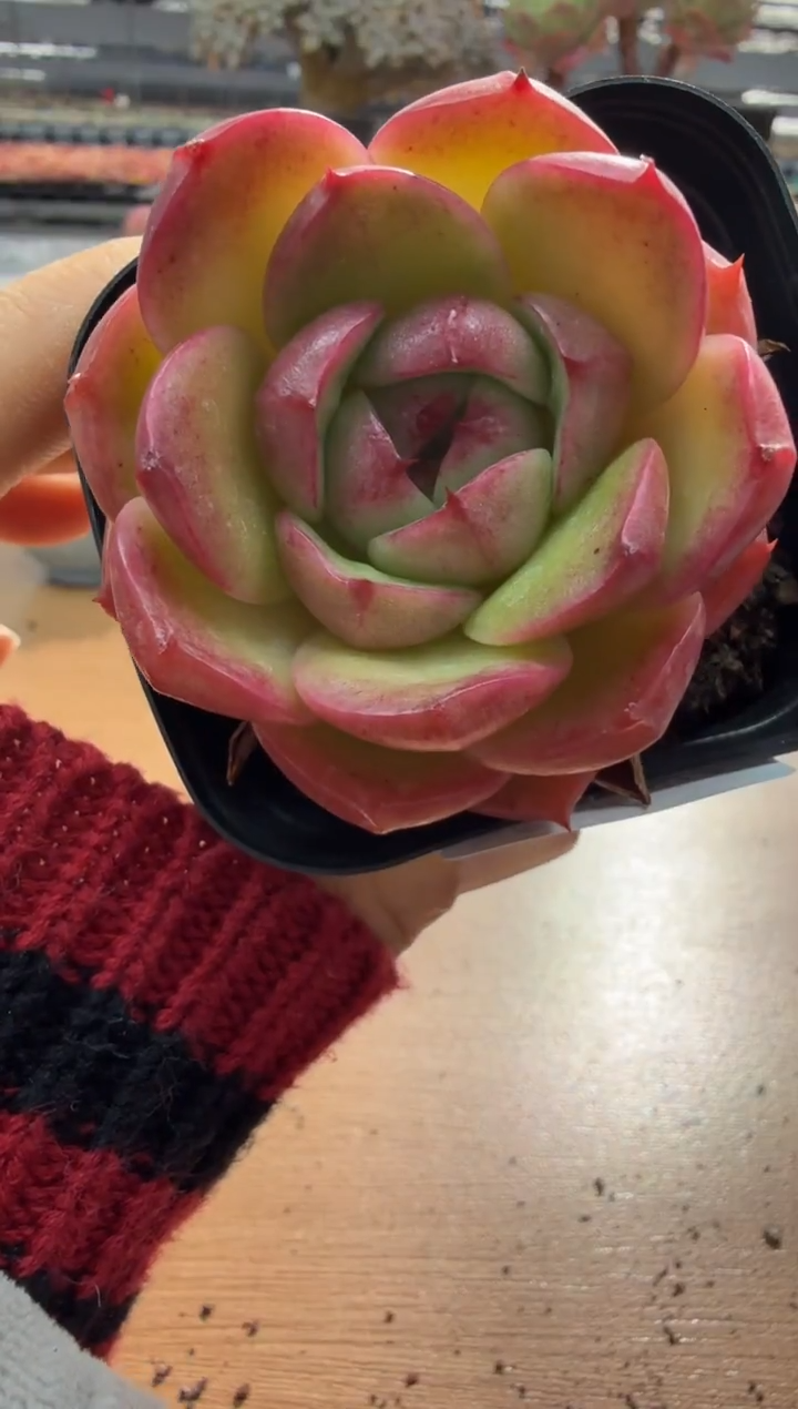 东云多肉园二店-112