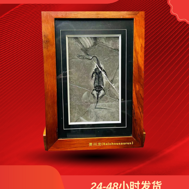 贵州龙珍稀收藏摆件YC