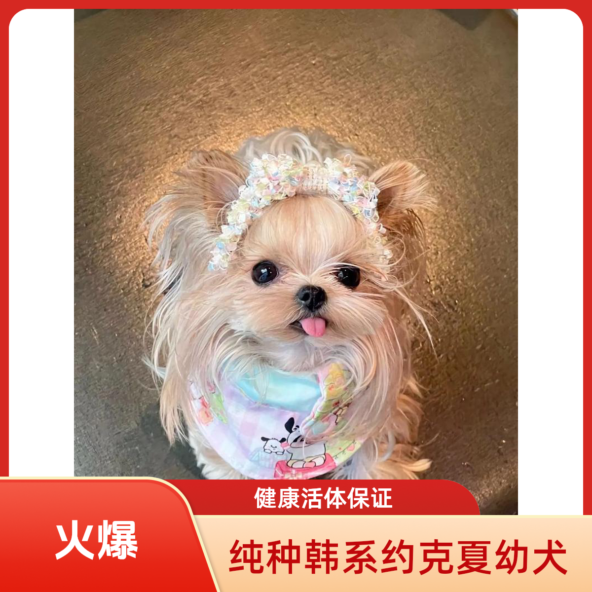 可爱小体约克夏幼犬家庭陪伴宠物狗