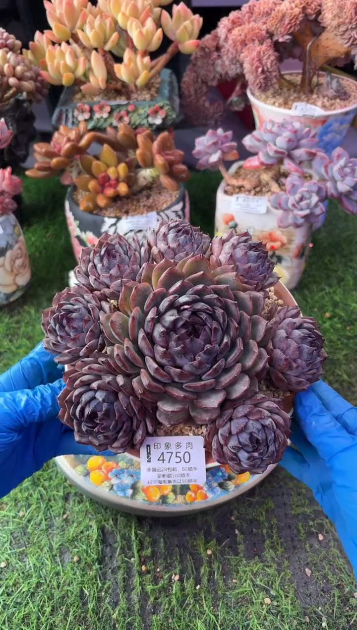 昆明印象多肉4750