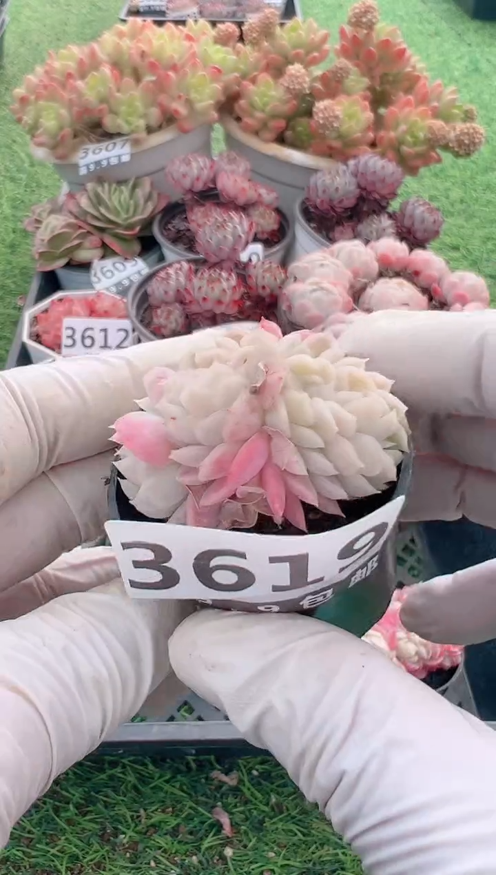 【闪购商品】信福多肉一物一拍