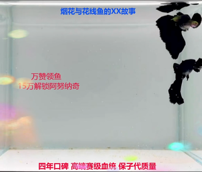 孔雀鱼总冠线木炭黑微破高端2对