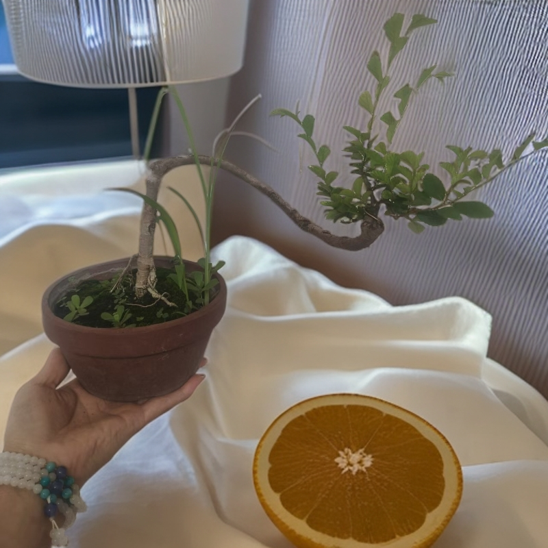 小叶榔榆小盆栽绿植迷你室内外好养盆栽盆景树精品老桩金弹子盆景