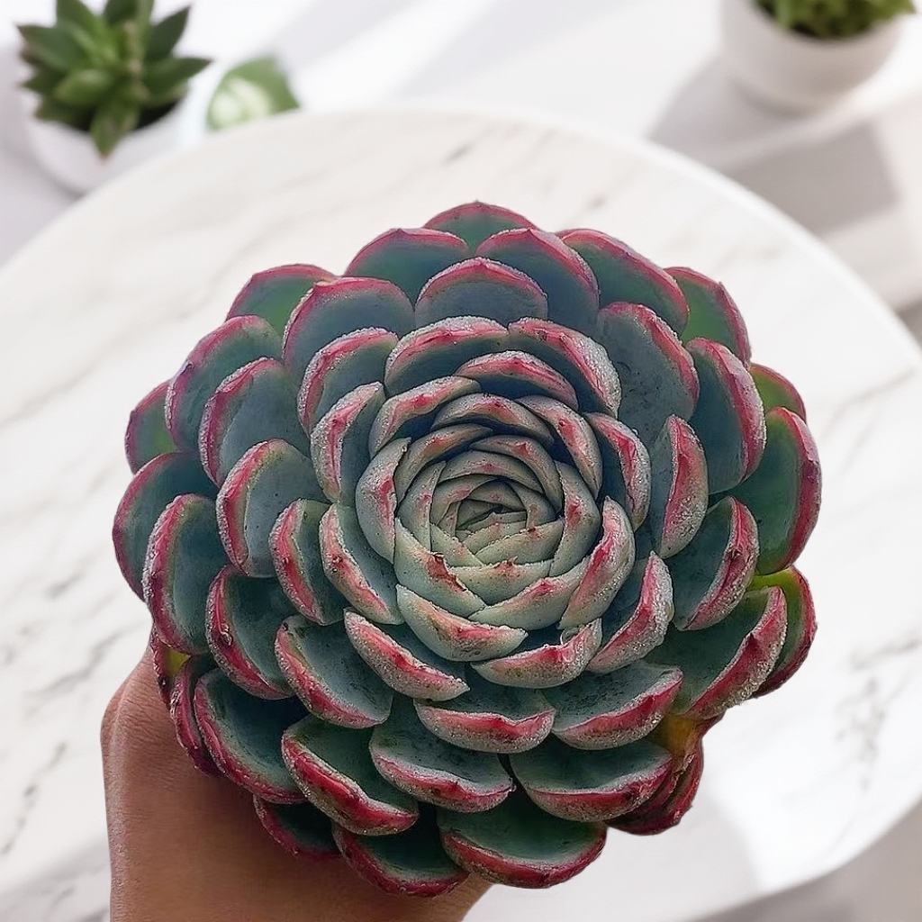 侧影（带盆） 多肉【满15包邮】 以直播间为准  