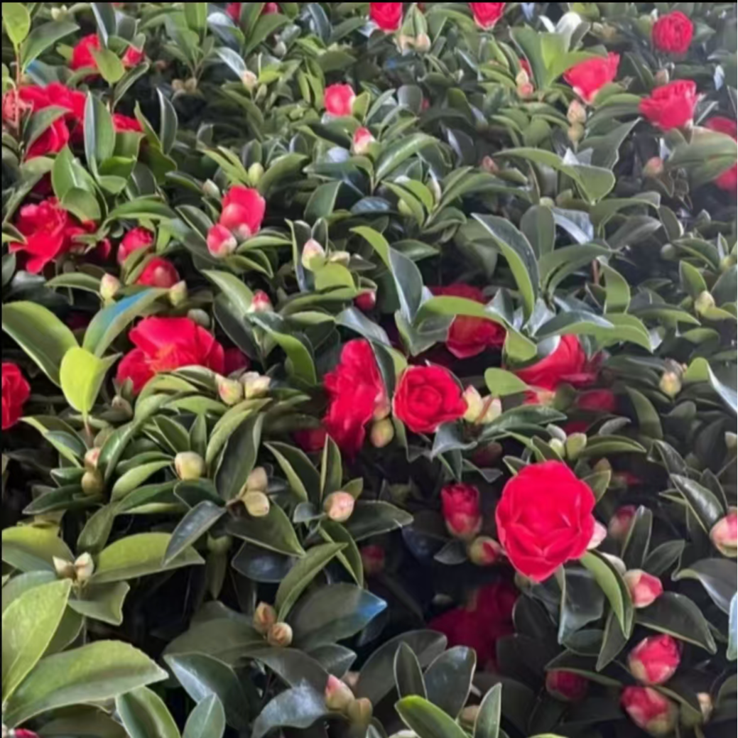 [加高加大80~100cm带花苞]四季浓香赤丹红山茶花常年开花植物A