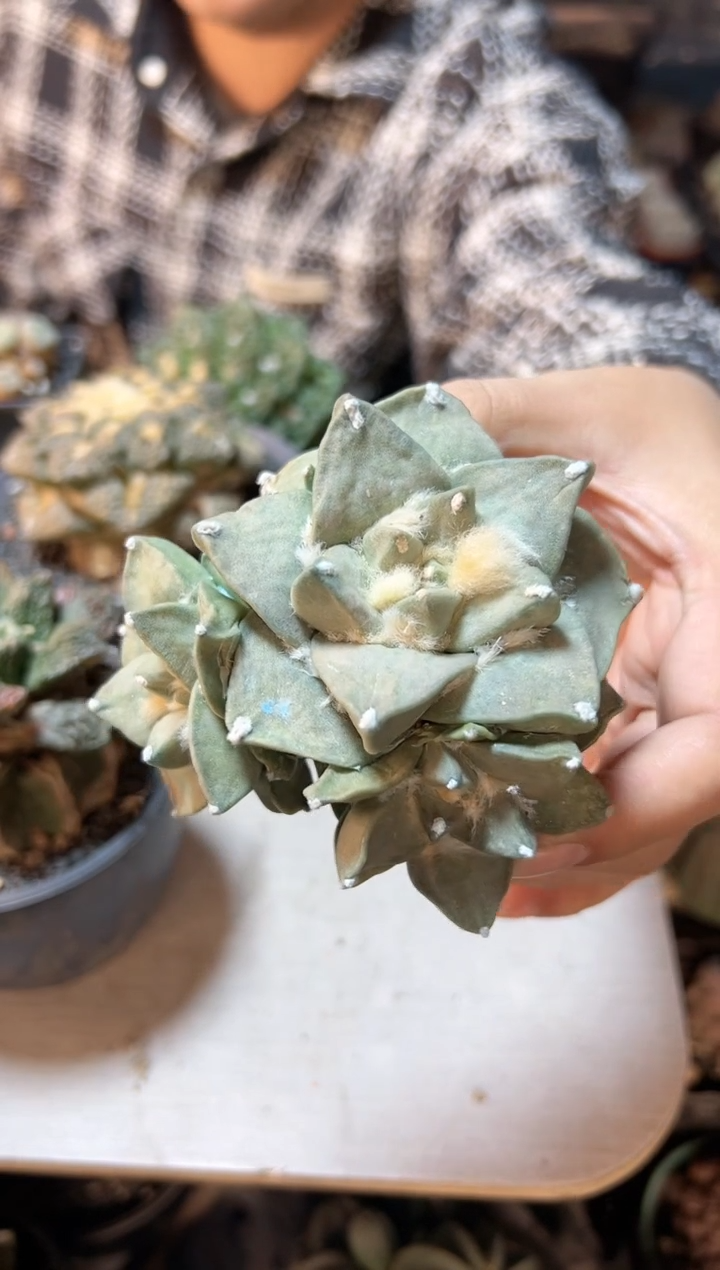 【闪购商品】晚13号自根三角玉牡丹10公分