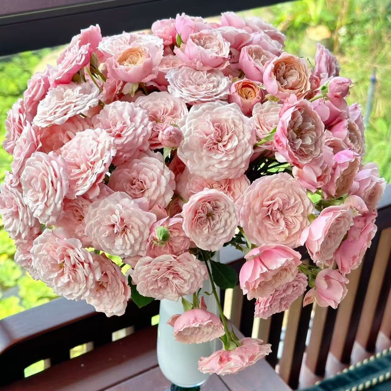 【大力甄选】AA级丽丽卡多头玫瑰 云南基地现采现发 一单包邮