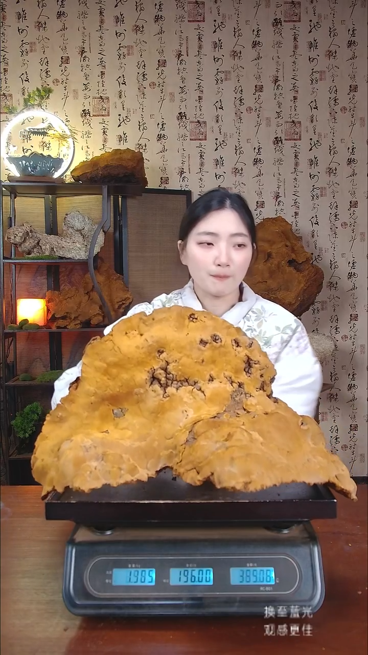 松针层孔菌中国大陆【藏区野生】松树桑黄（7.14斤）80-90年份