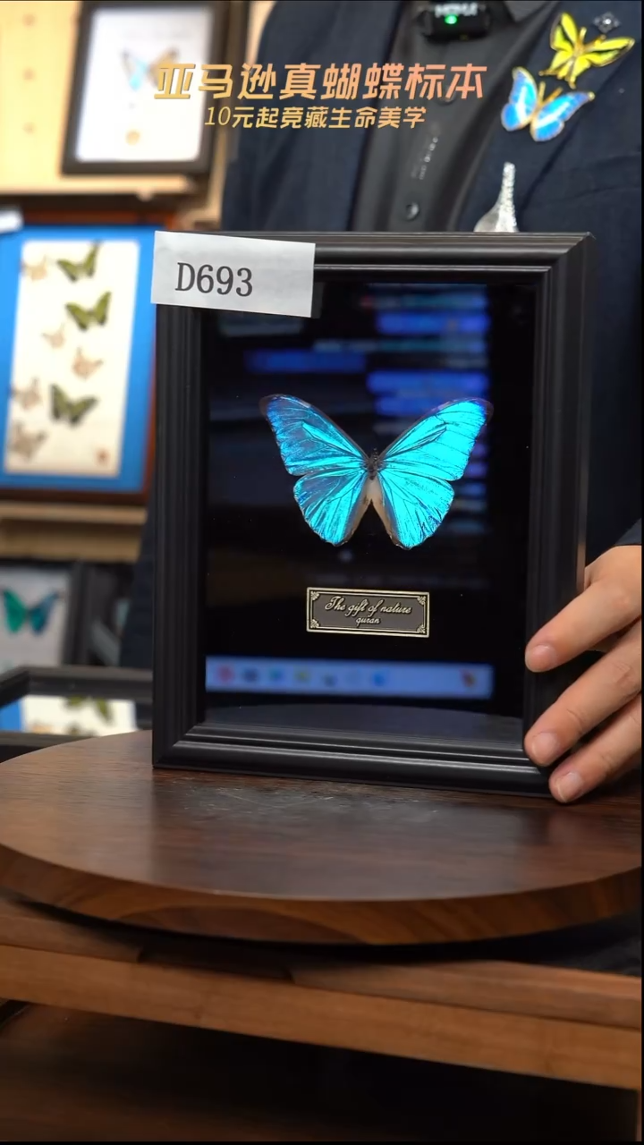 蝴蝶标本摆件竞拍黎明闪蝶标本摆件d693