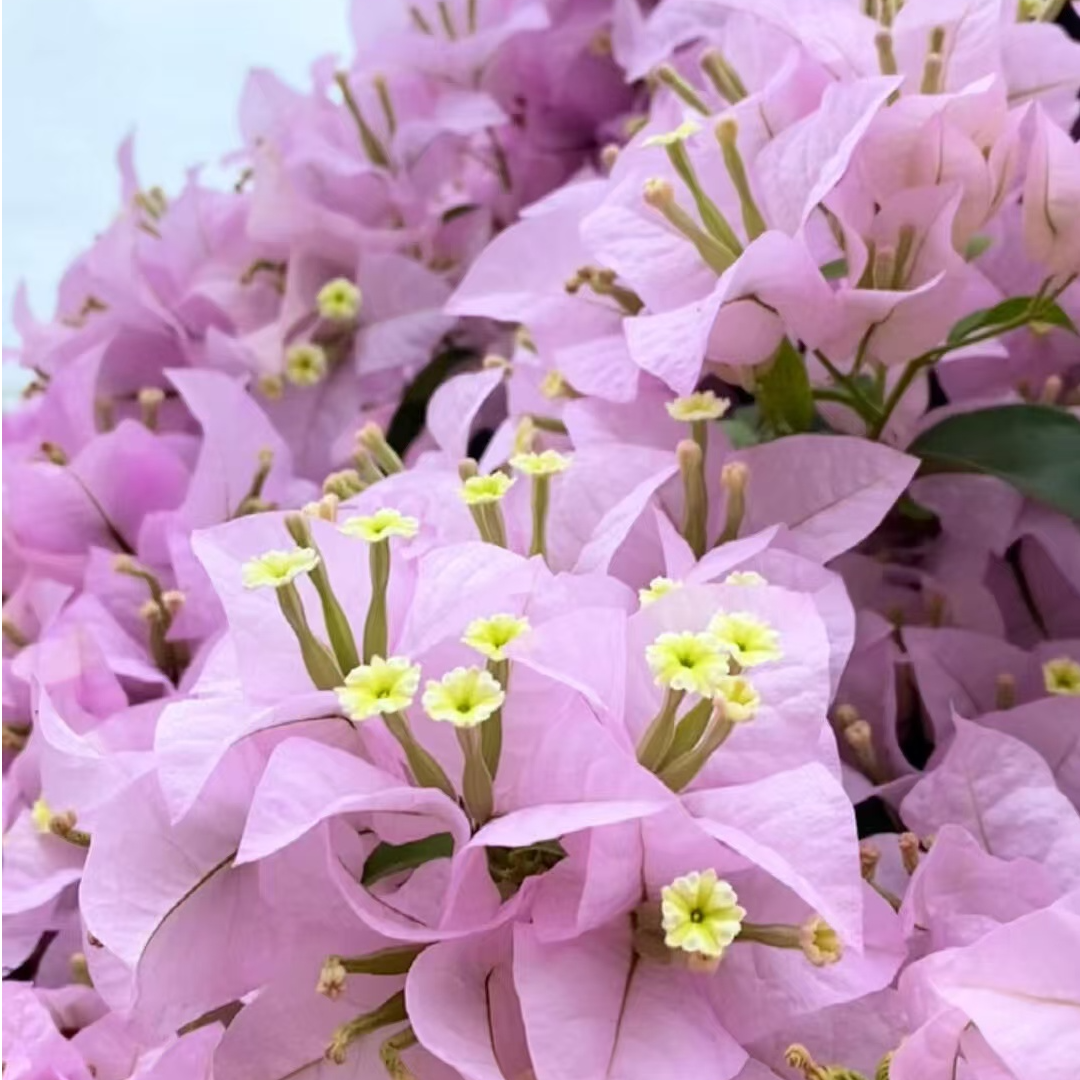 【苹果花】三角梅花色浪漫 淡紫淡粉色 勤花容易爆花  新手好养易活