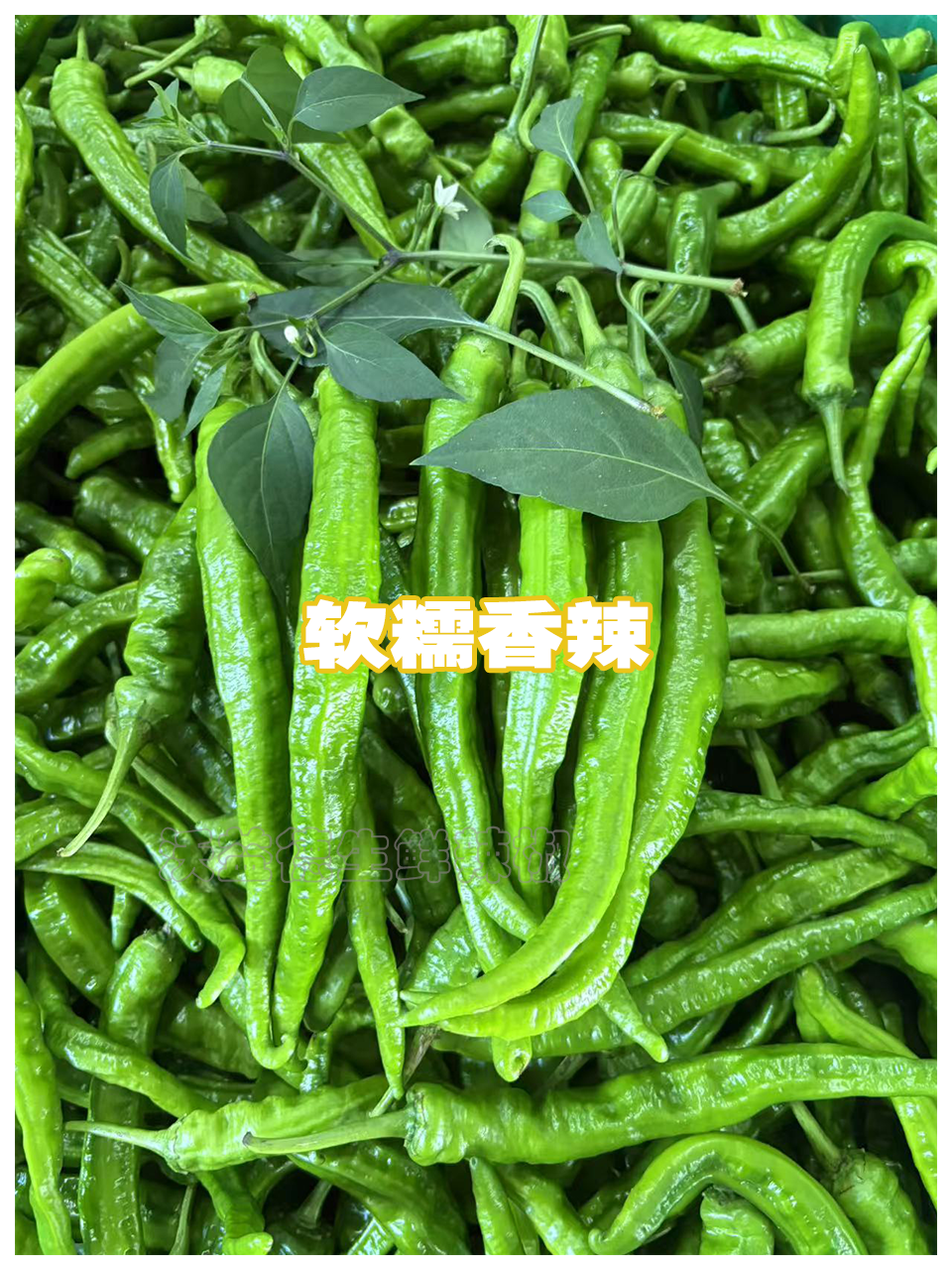 正宗2307湖南软香辣辣椒软皮薄皮蔬菜微辣辣新鲜特供82