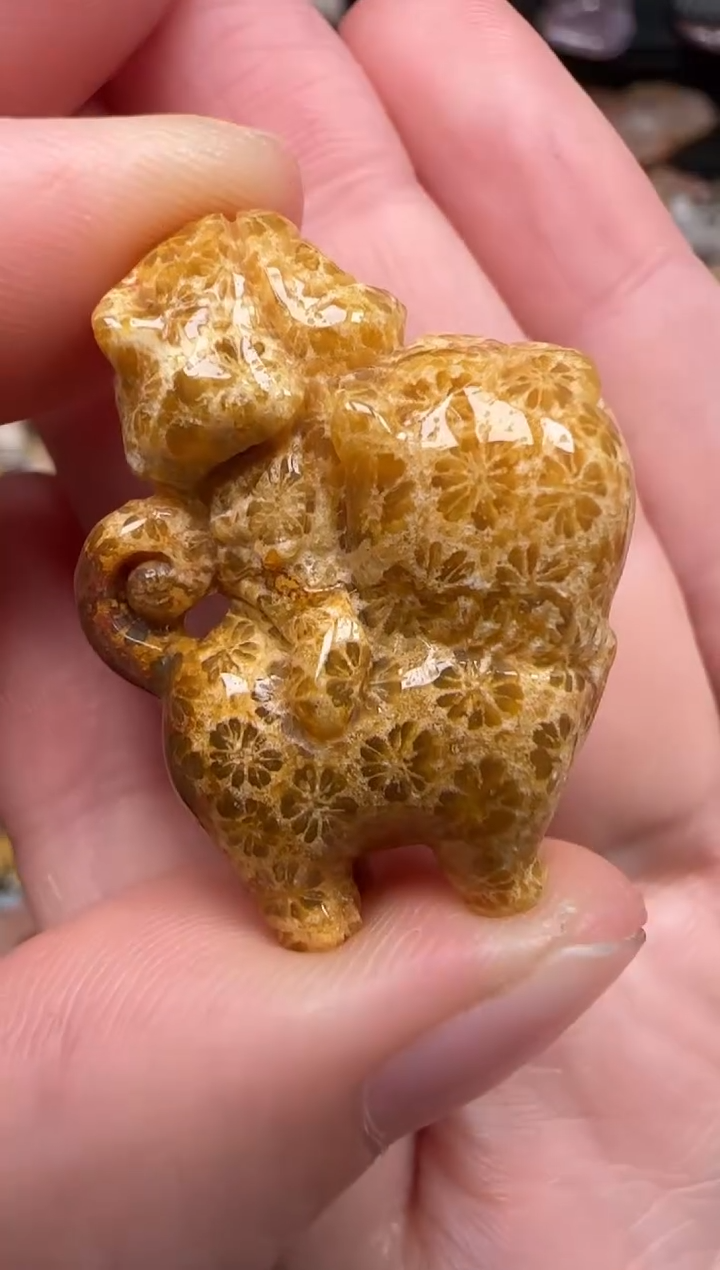 硅化珊瑚（珊瑚玉）未镶嵌颈饰639