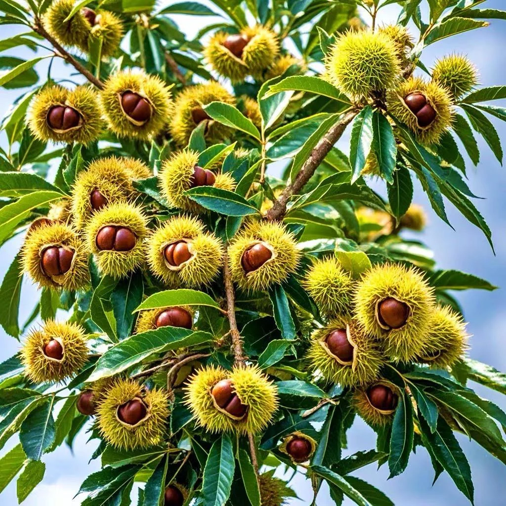 大红袍板栗苗嫁接迁西油栗板栗树南北方种植锥栗板栗树苗当年结果