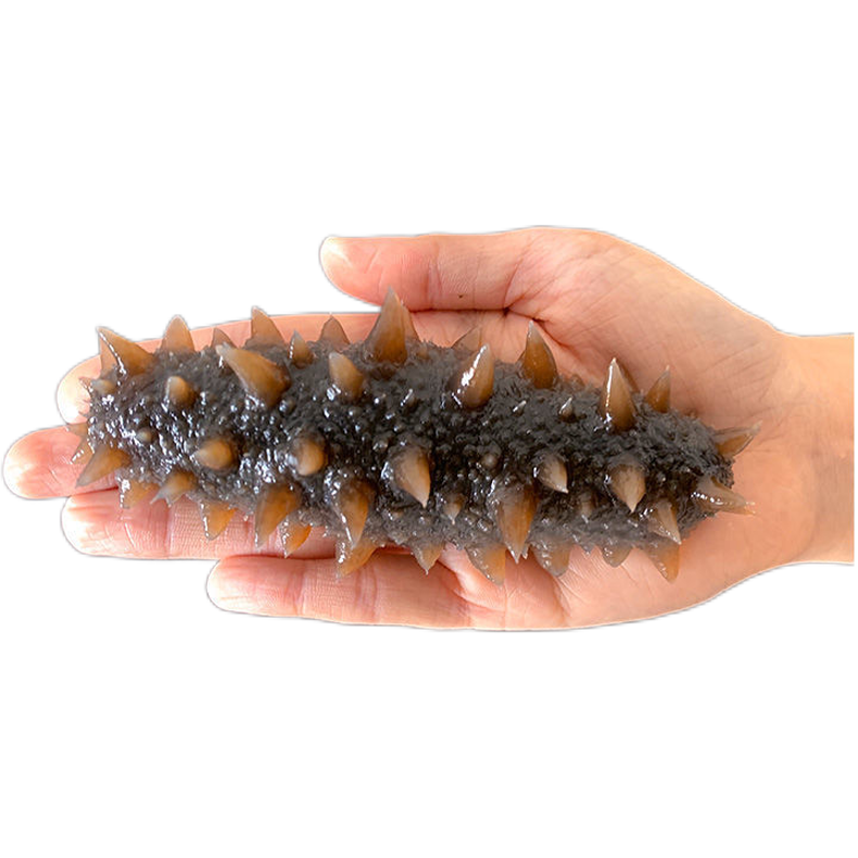 6-9头即食新鲜海刺参独立真空包装深海品质保证大连即食海参