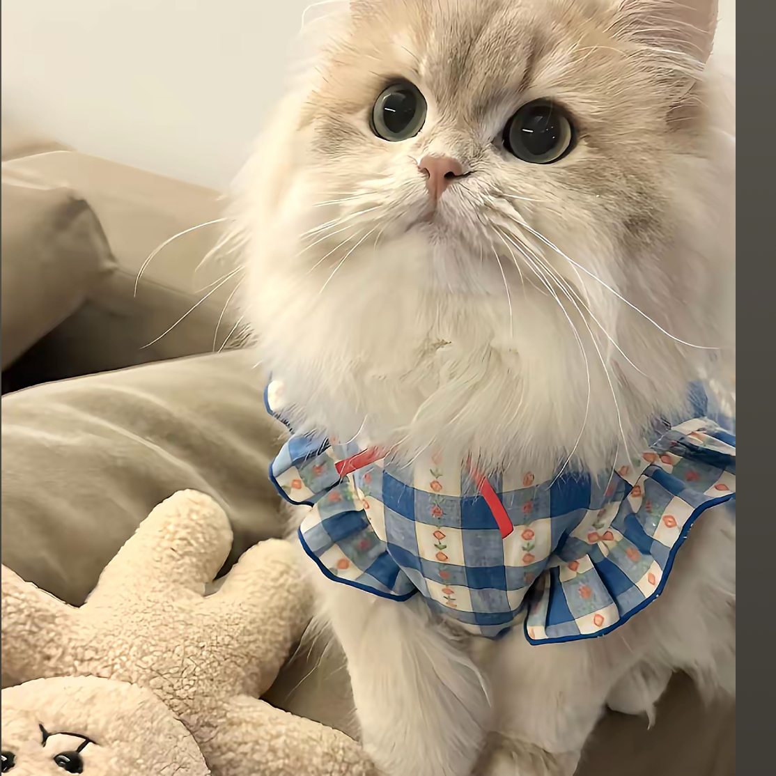 活体猫猫直播链接