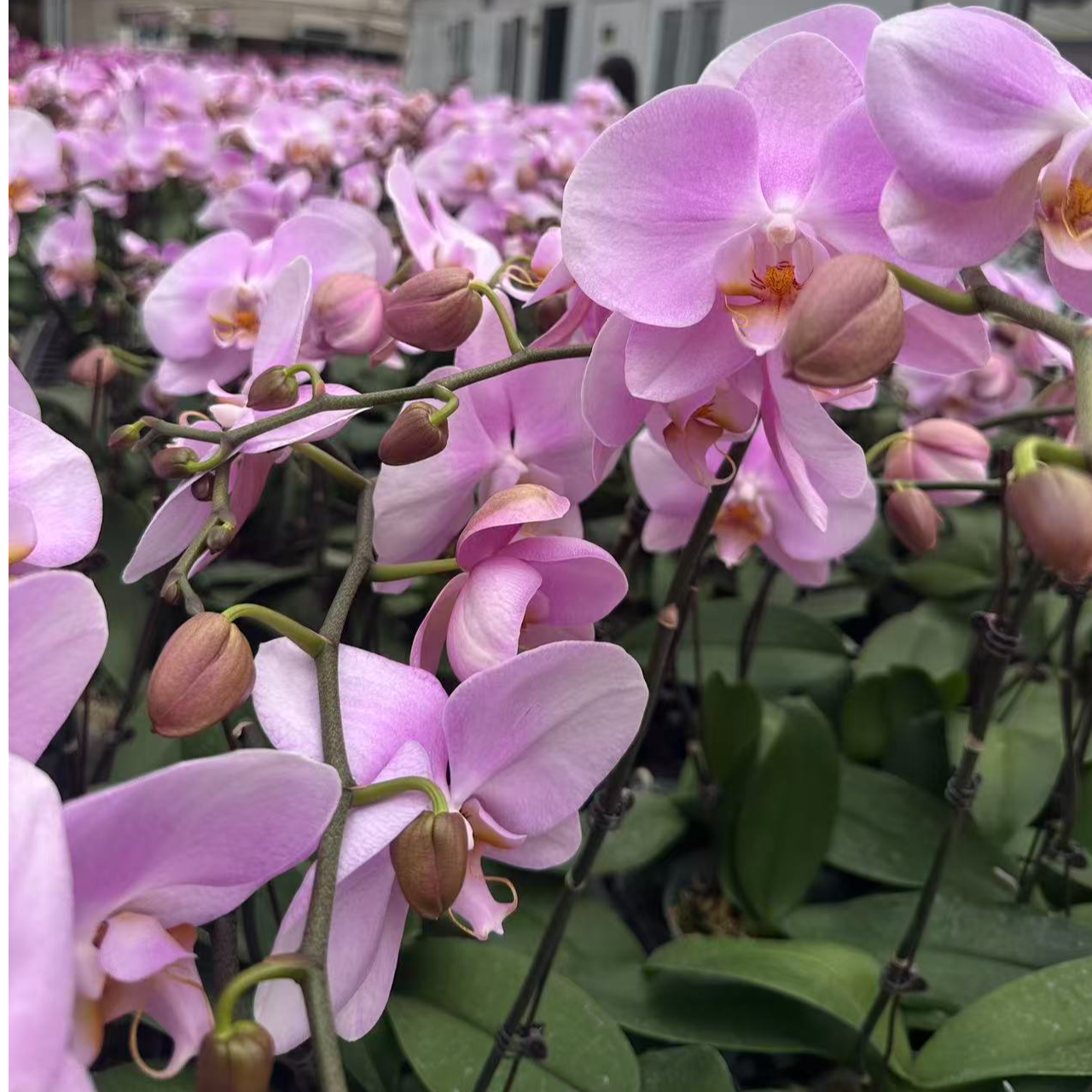 A18【芳美女神】3.0寸高端精品蝴蝶兰室内盆栽基地直发花期长易养护