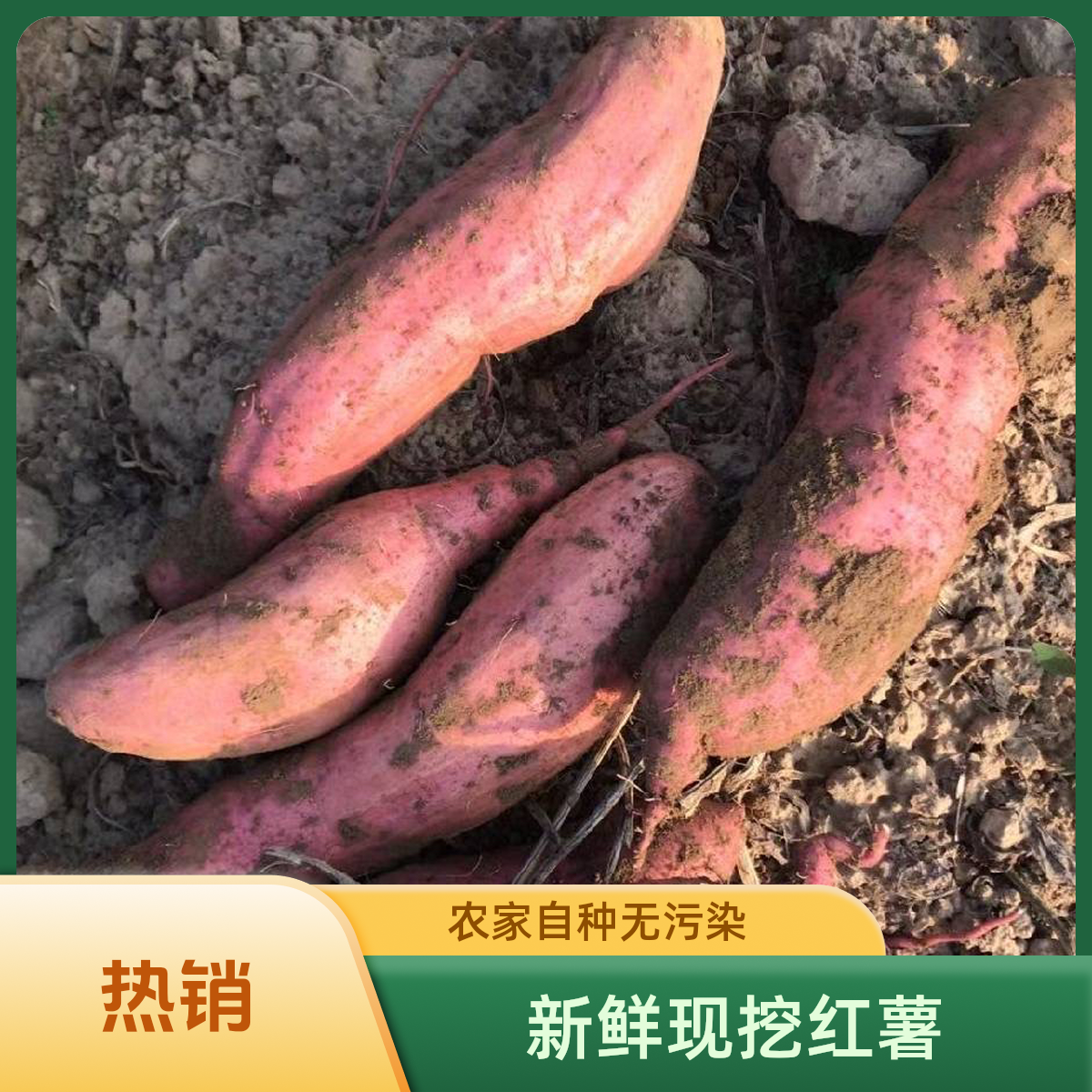 平遥回回堡新鲜现挖红皮白心绵软甜好吃的红薯