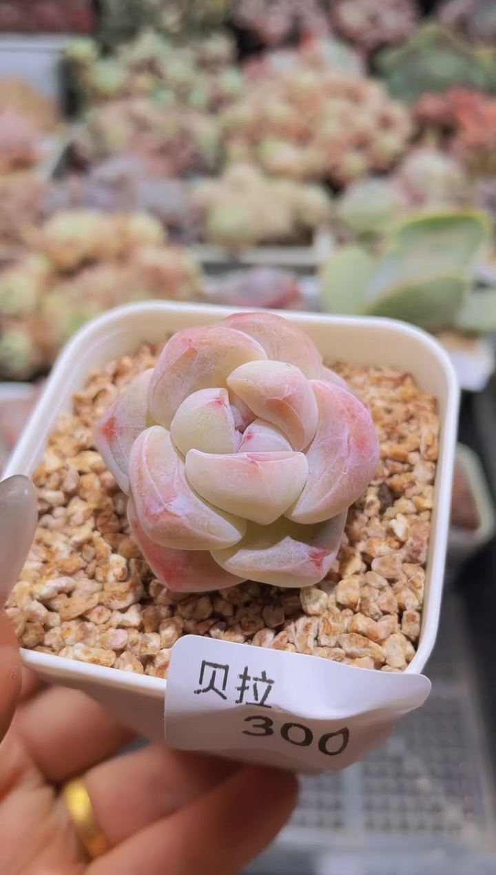 【闪购商品】300溏心冰玉