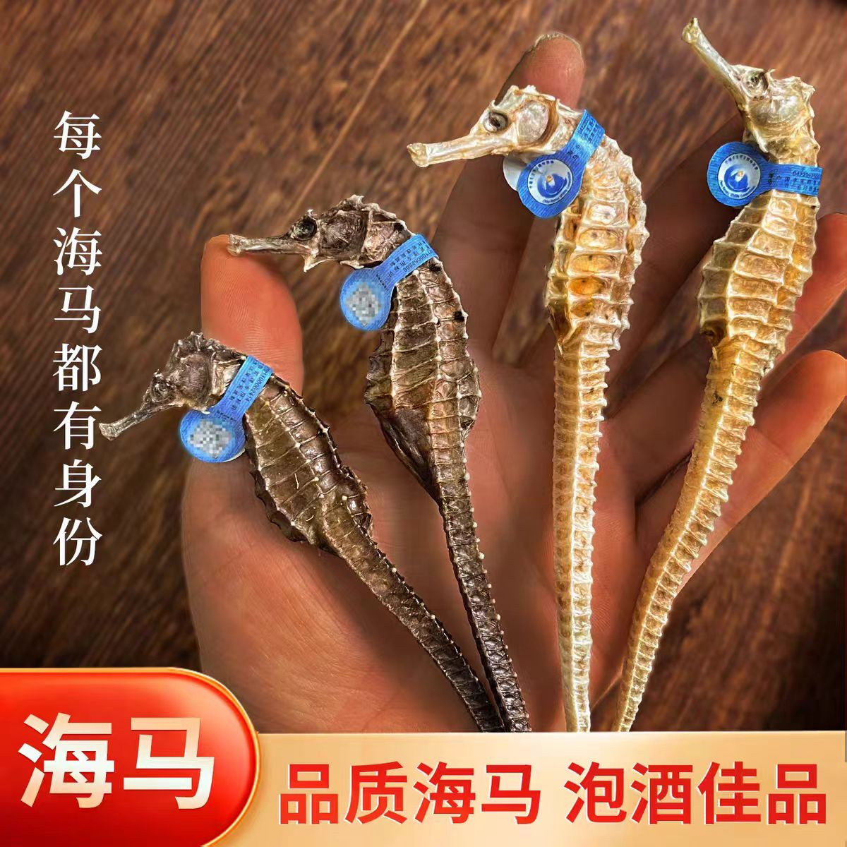 【滋补佳品】海马干货