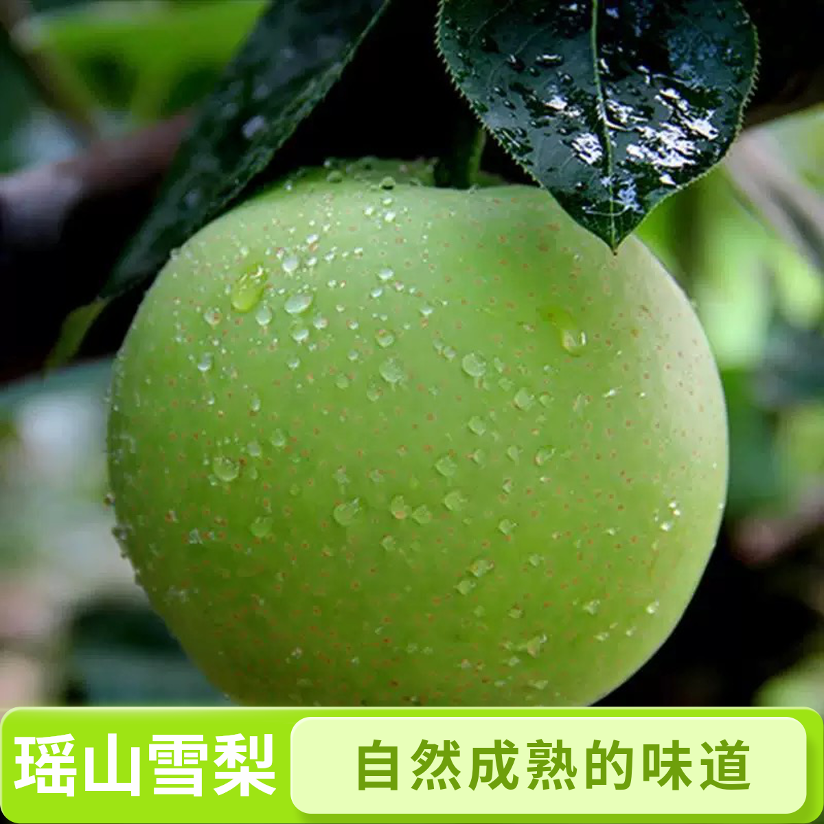【顺丰包邮】瑶山雪梨六月香绿色生态种植优选大果脆甜多汁整箱直发