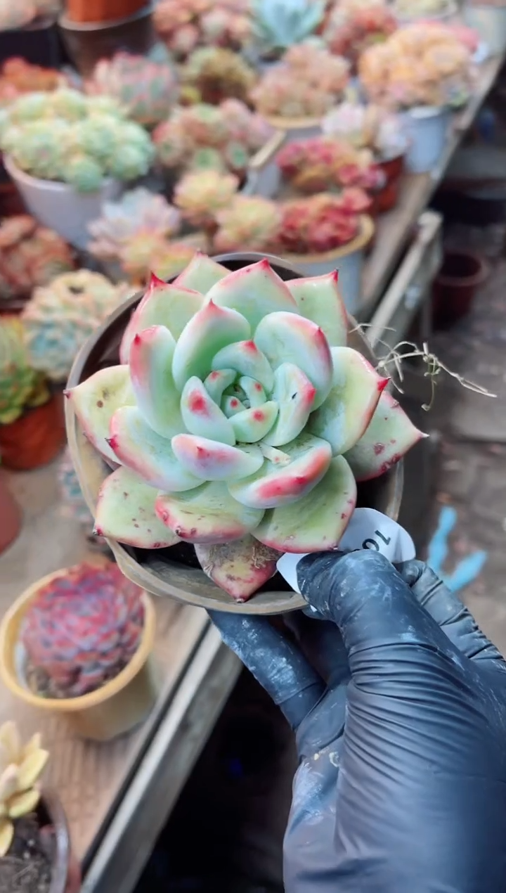 【闪购商品】10044