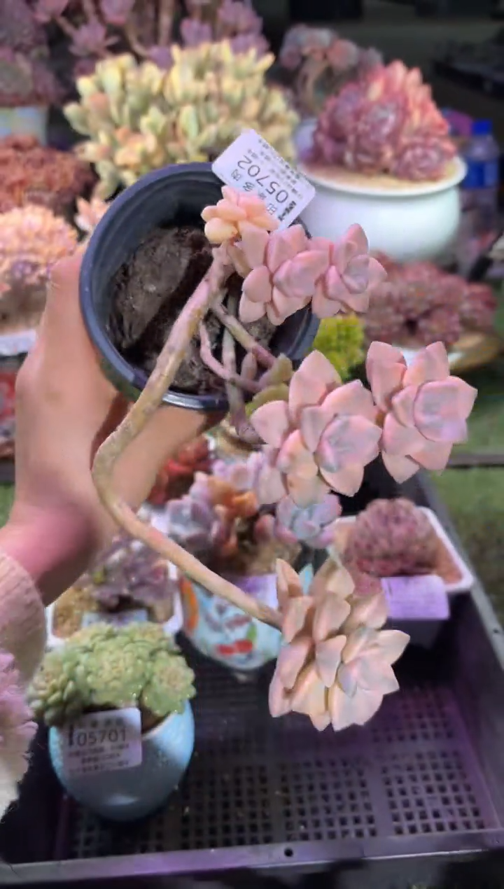 【闪购商品】05702